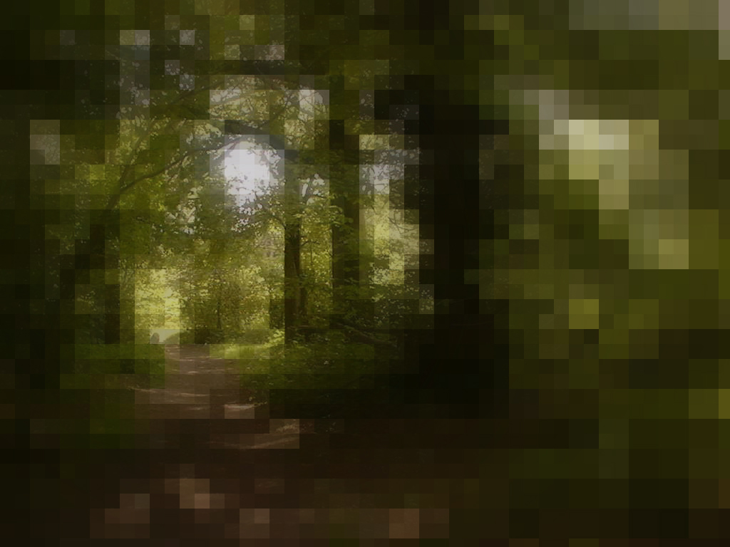  Spontaneous gadget generation amid mushroom rings in woods near Worthing, England.